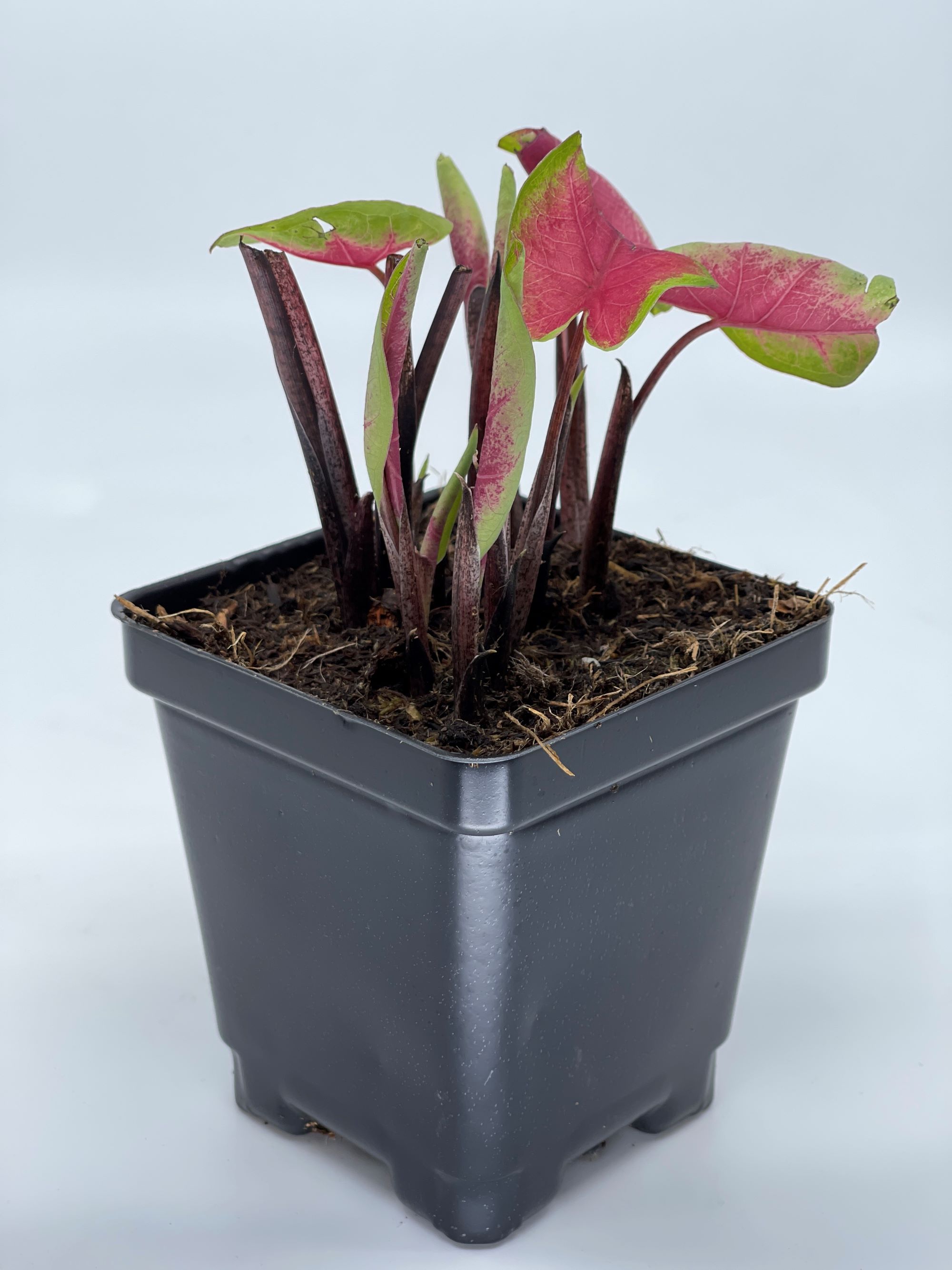 Caladium 3.5