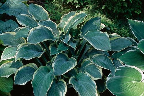 Hosta 'Regal Splendor'