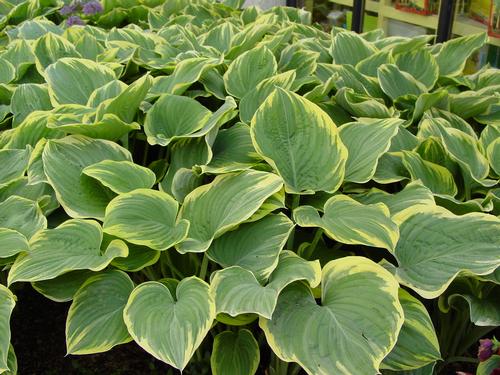 Hosta 'Sagae'
