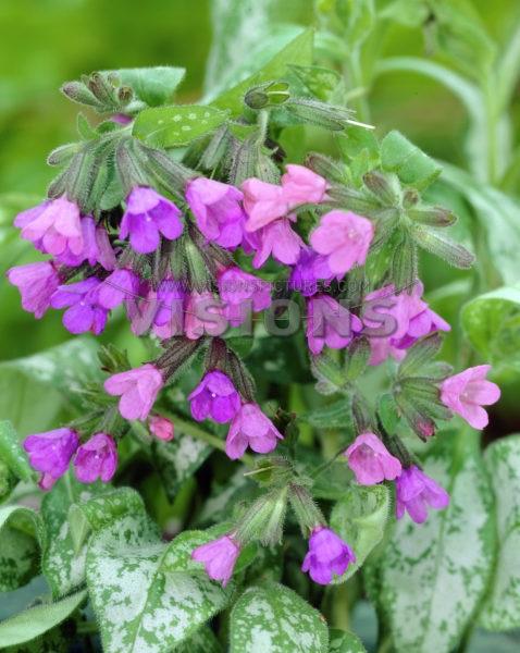 Pulmonaria 'Majeste'