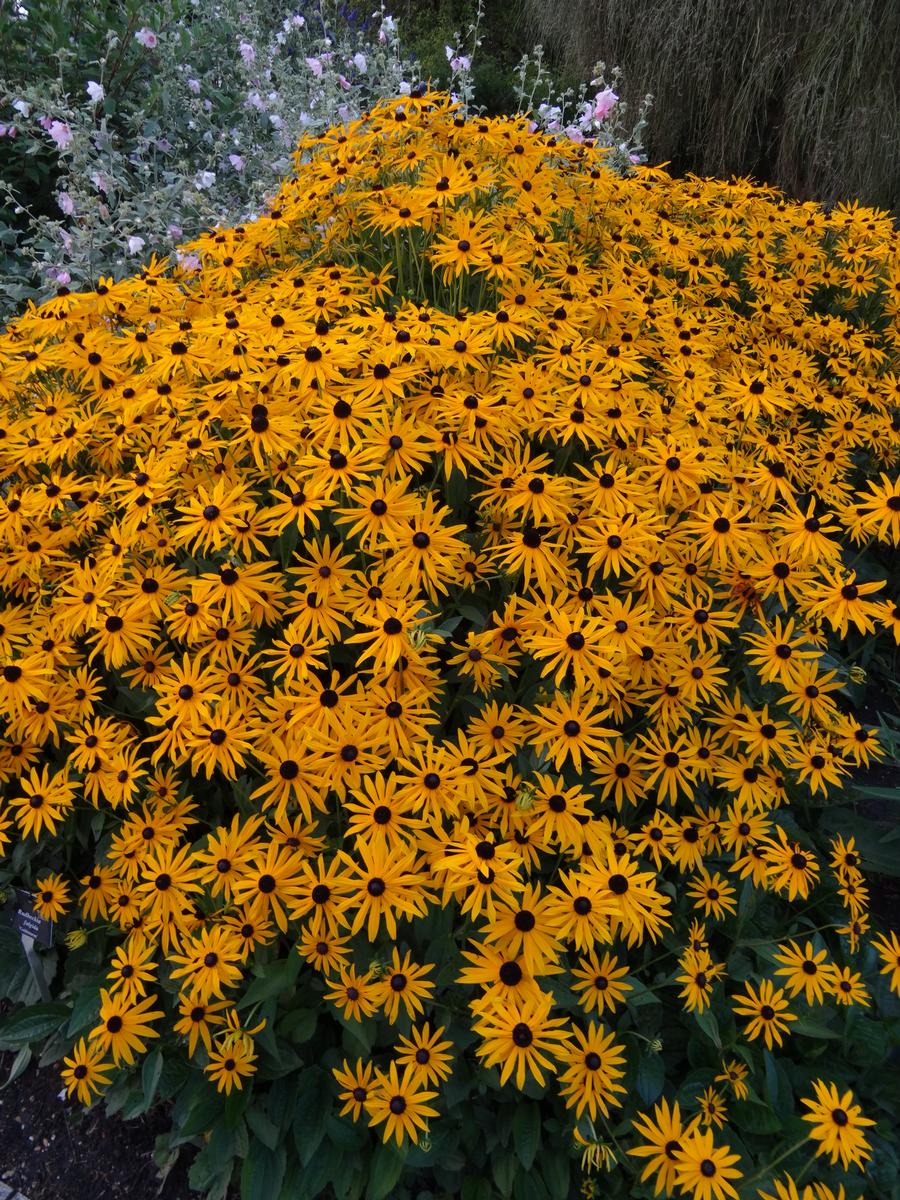 Rudbeckia fulgida 'Goldsturm'