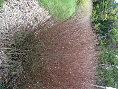 Grass Schizachyrium scoparium 'Blue Heaven™'