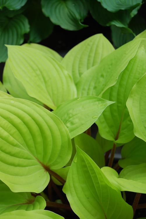 Hosta 'Fire Island'