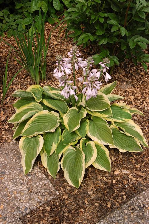 Hosta 'Frozen Margarita'