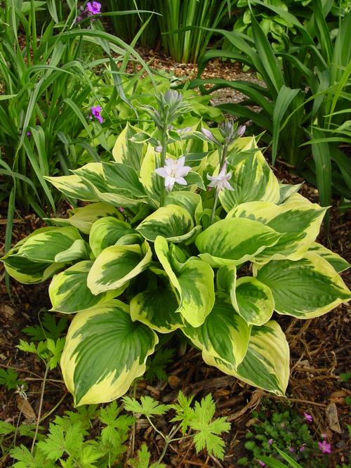 Hosta 'Twilight'