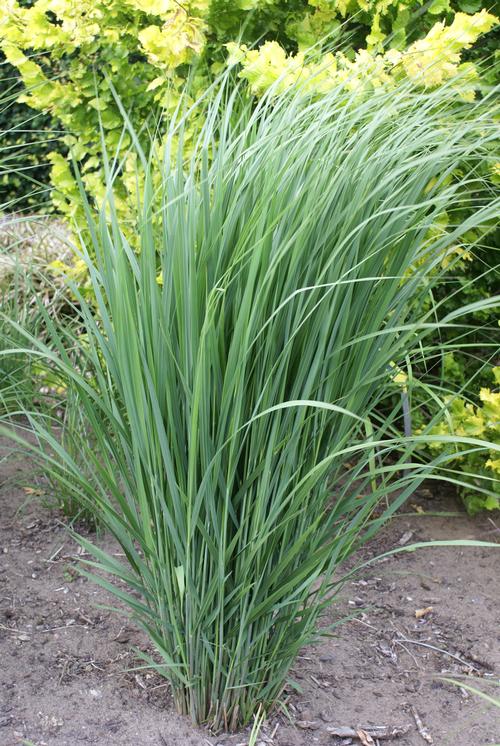 Grass Panicum virgatum 'Northwind'