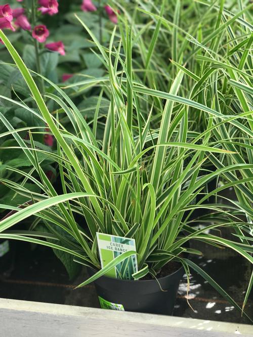 Grass Carex morrowii 'Ice Dance'