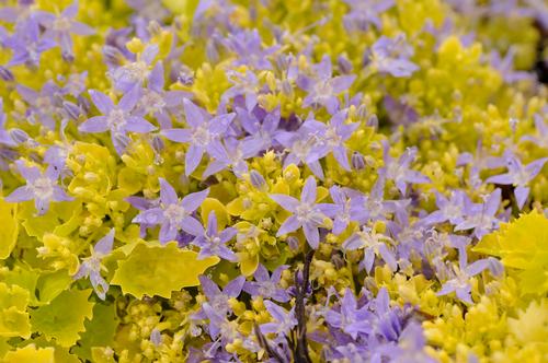 Campanula garganica Dickson's Gold