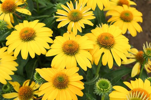 Echinacea 'Sombrero® Lemon Yellow Improved'