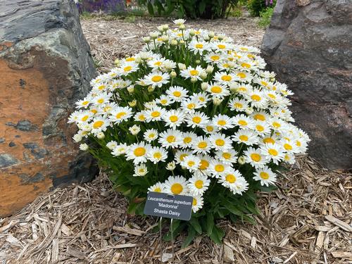 Leucanthemum superbum Madonna