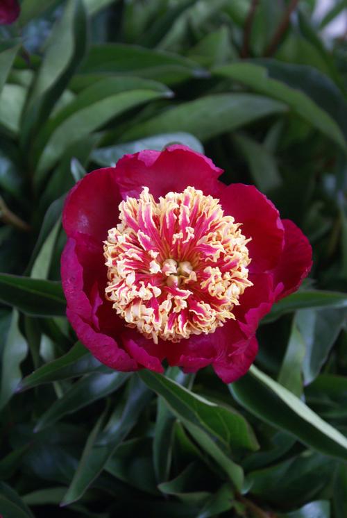 Peony Nippon Beauty