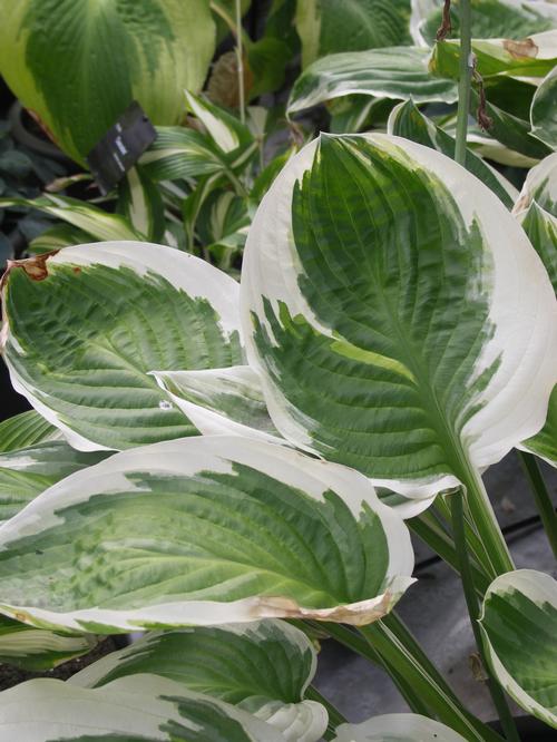 Hosta 'Blazing Saddles'