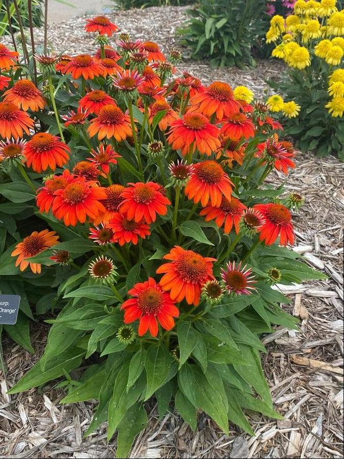 Echinacea Sombrero® Fiesta Orange