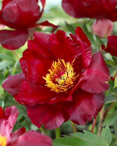 Peony ITOH 'Scarlet Heaven'