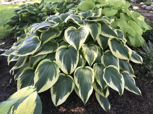 Hosta 'Fantabulous'