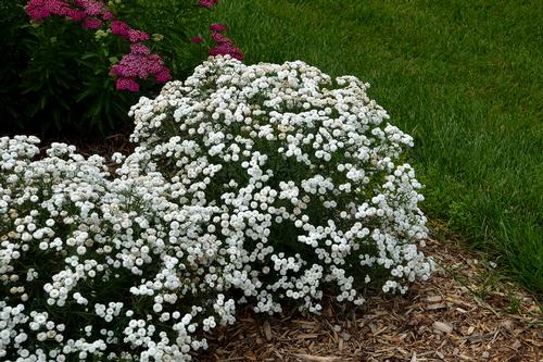 Achillea ptarmica 'Peter Cottontail'