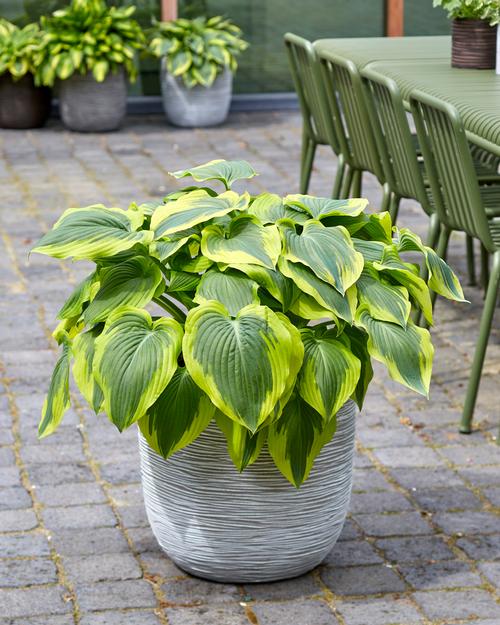 Hosta 'Broad Band'