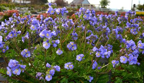 Polemonium 'Hurricane Ridge'