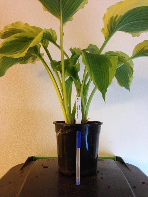 Hosta 'Tropical Dancer'