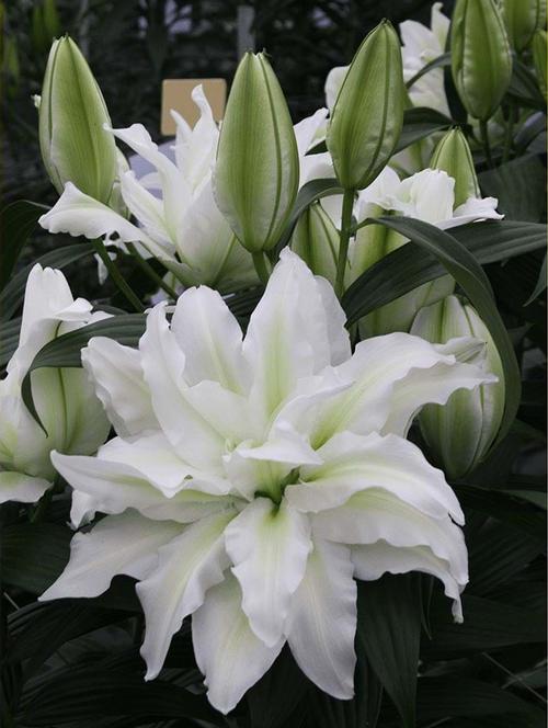 Lilium - Oriental Lily Double Flowering Roselily™ Aïsha