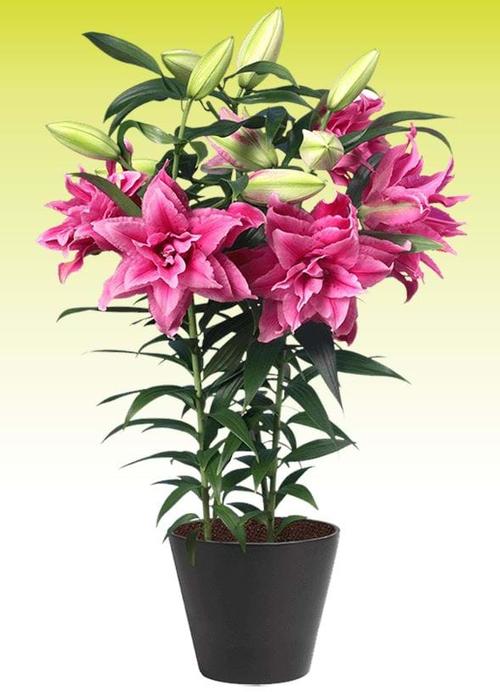 Lilium - Oriental Lily Double Flowering Roselily™ Esra