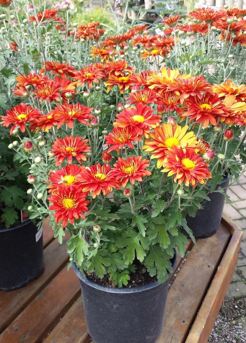 Chrysanthemum 'Mammoth™ Red Daisy'
