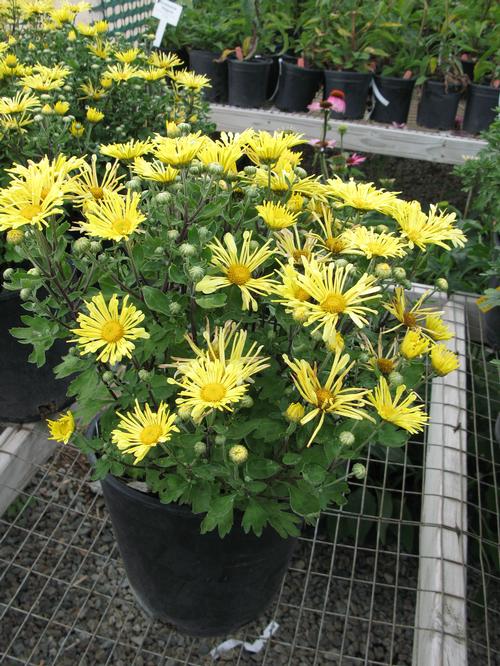 Chrysanthemum 'Mammoth™ Yellow Quill'