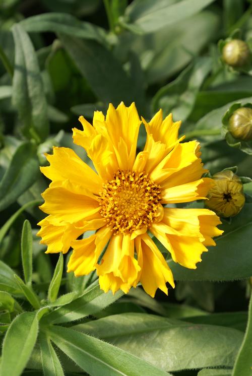 Coreopsis 'Jethro Tull'
