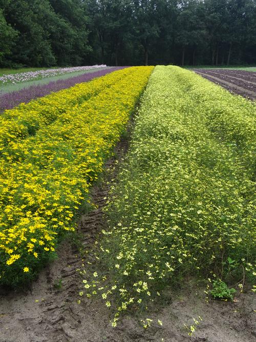 Coreopsis verticillata 'Zagreb'