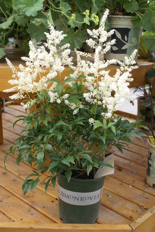 Astilbe japonica 'Deutschland'