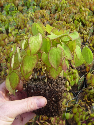Epimedium x rubrum 