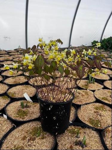 Epimedium versicolor 'Sulphureum'