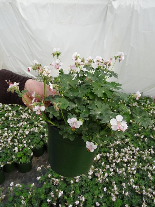 Geranium cantabrigiense 'Biokovo'