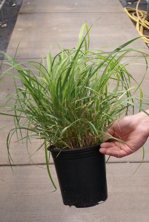 Calamagrostis brachytricha 