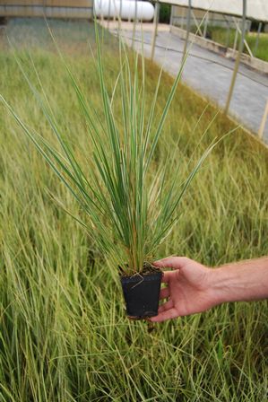 Calamagrostis acutiflora 'Overdam'