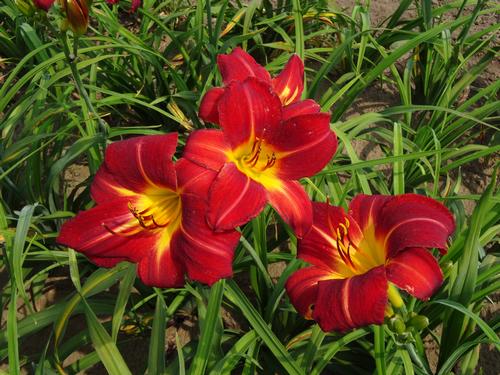 Hemerocallis 'Chicago Apache'