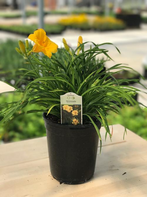 Hemerocallis 'Stella D'Oro'