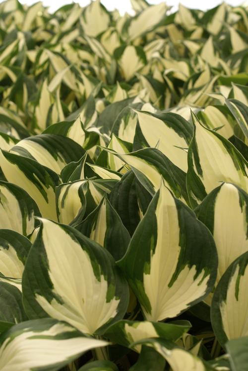 Hosta 'Loyalist'