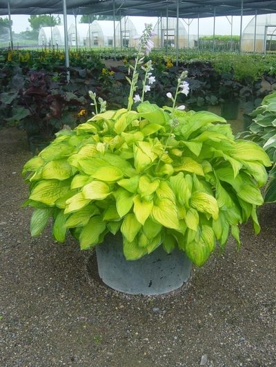 Hosta 'Paradigm'