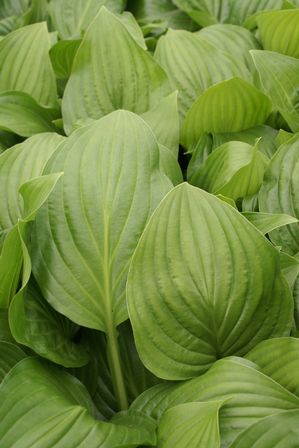 Hosta 'Royal Standard'