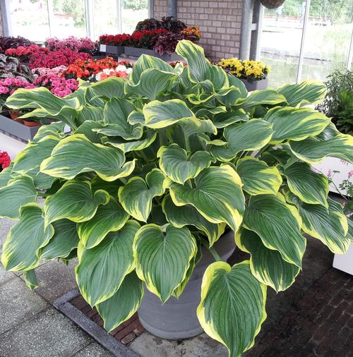 Hosta 'Sagae'