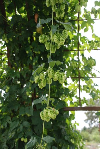 Humulus lupulus 'Nugget'