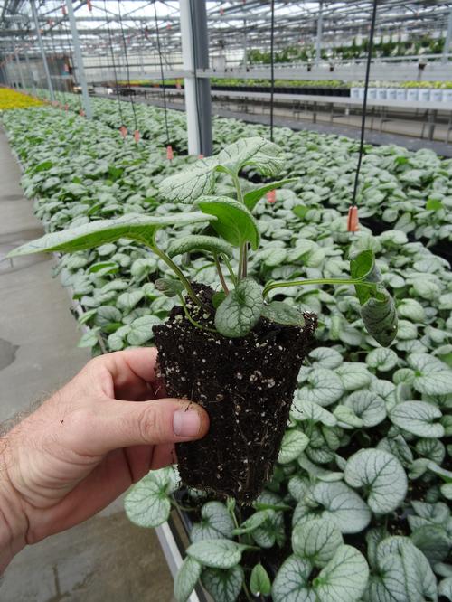 Brunnera macrophylla 'Jack Frost'