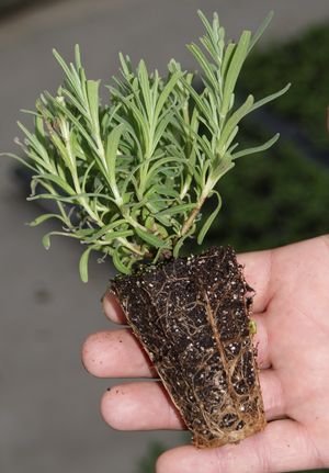 Lavandula angustifolia 'Munstead'