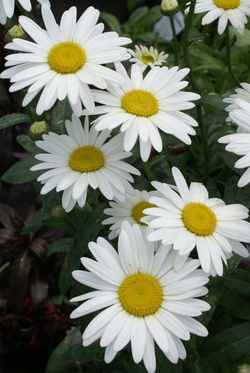 Leucanthemum superbum 'Becky'