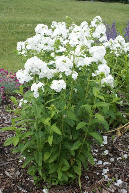 Phlox Tall Garden paniculata 'David'