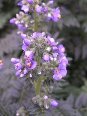 Polemonium boreale 'Heavenly Habit'