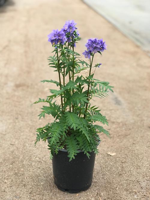 Polemonium 'Bressingham Purple'