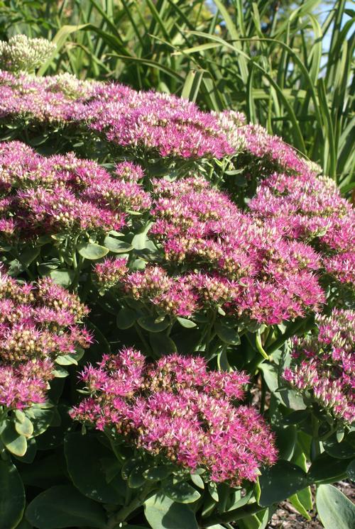 Sedum Tall Upright Clumping 'Neon'