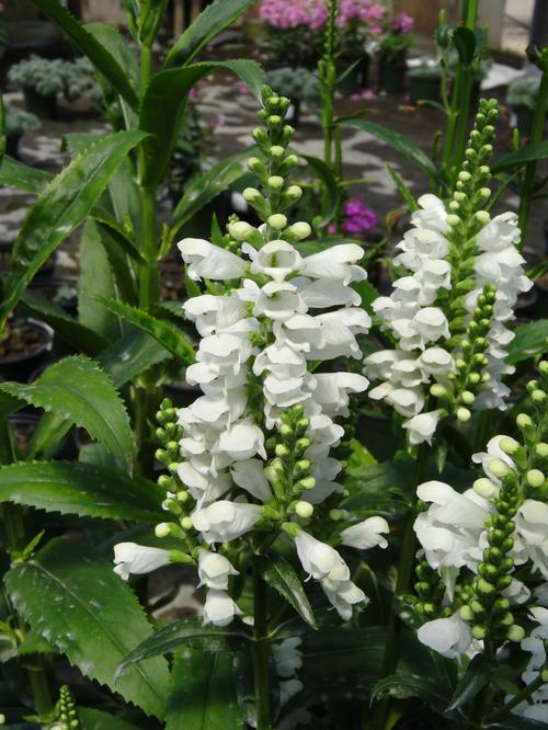 Physostegia virginiana 'Crystal Peak White'